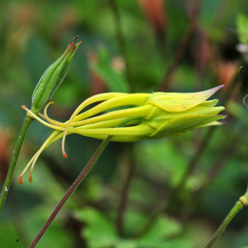 Aquilegia chrysantha, Golden Columbine